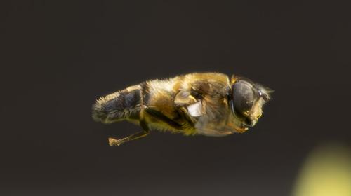 Réf. 356 744 : Eristalis pertinax